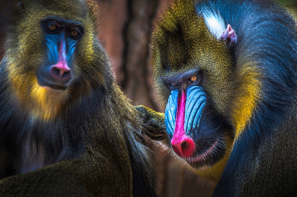 Lais Puzzle - Mandrill Affe - 2.000 Teile p-282715