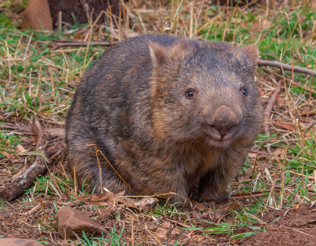 Lais Puzzle - Nacktnasenwombat im Trowunna-Schutzgebiet in Australien - 40, 100, 200, 500, 1.000 & 2.000 Teile p-284641