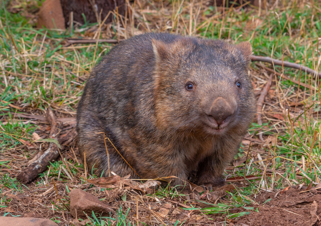 Lais Puzzle - Nacktnasenwombat im Trowunna-Schutzgebiet in Australien - 1.000 Teile p-284645