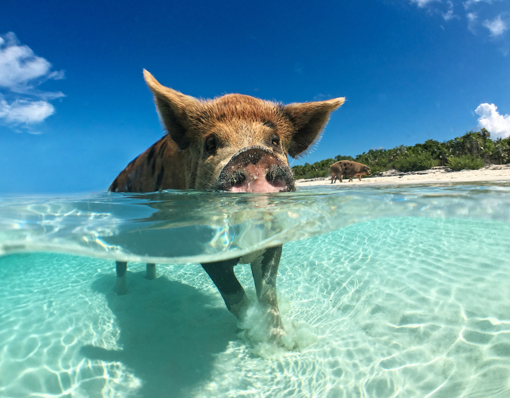 Lais Puzzle - Wildes, schwimmendes Schwein auf Big Majors Cay auf den Bahamas - 40, 100, 200, 500, 1.000 & 2.000 Teile p-284941