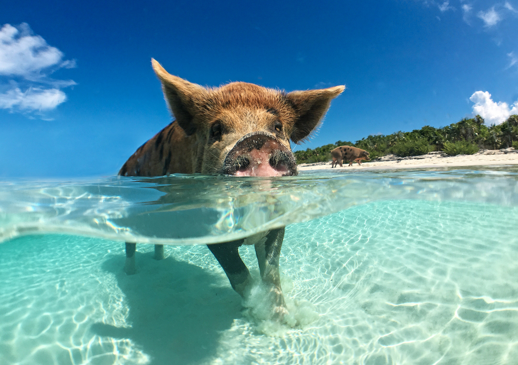 Lais Puzzle - Wildes, schwimmendes Schwein auf Big Majors Cay auf den Bahamas - 1.000 Teile p-284945