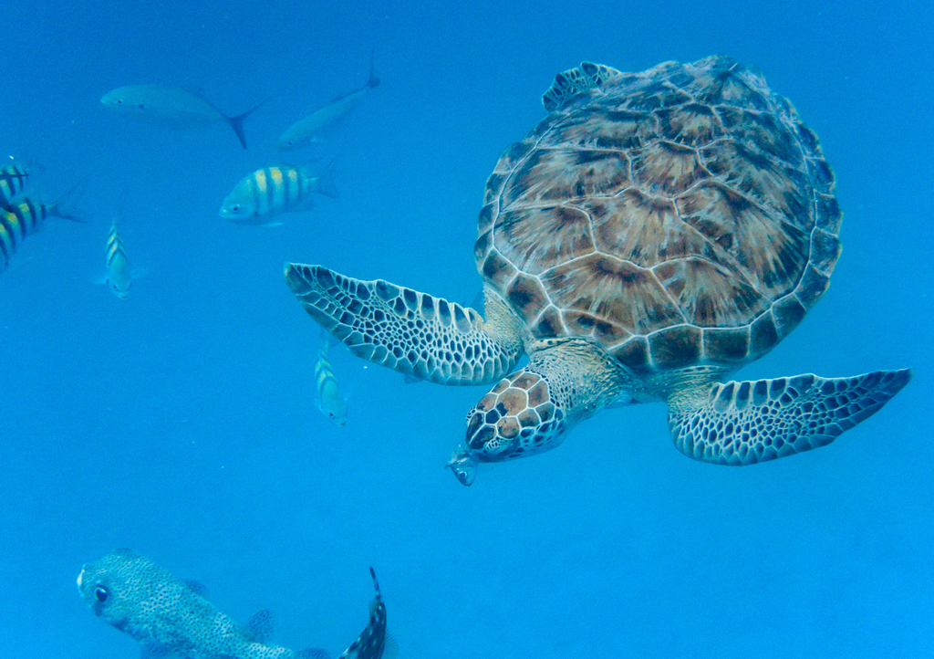 Lais Puzzle - Unterwasseransicht der Grünen Meeresschildkröte (Chelonia mydas) beim Schwimmen im blauen Meer auf Barbados - 1.000 Teile p-285047