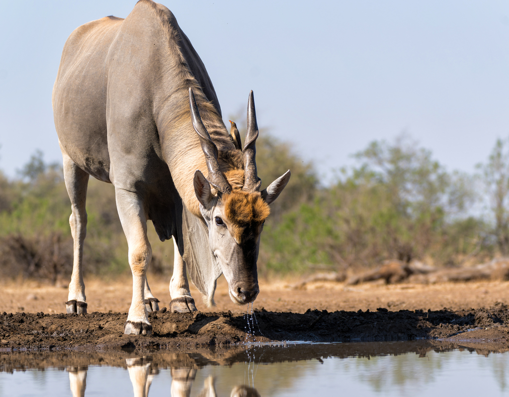Lais Puzzle - Elenantilopenbulle (Taurotragus oryx) beim Trinken an einem Wasserloch im Mashatu-Wildreservat im Tuli-Block in Botsuana - 40, 100, 200, 500, 1.000 & 2.000 Teile p-286009