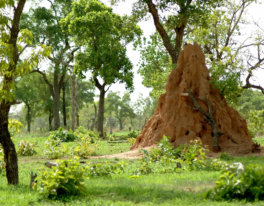 Lais Puzzle - Termitière et arbres verts dans la brousse africaine, Burkina Faso, Afrika - 40, 100, 200, 500 & 1.000 Teile p-286849