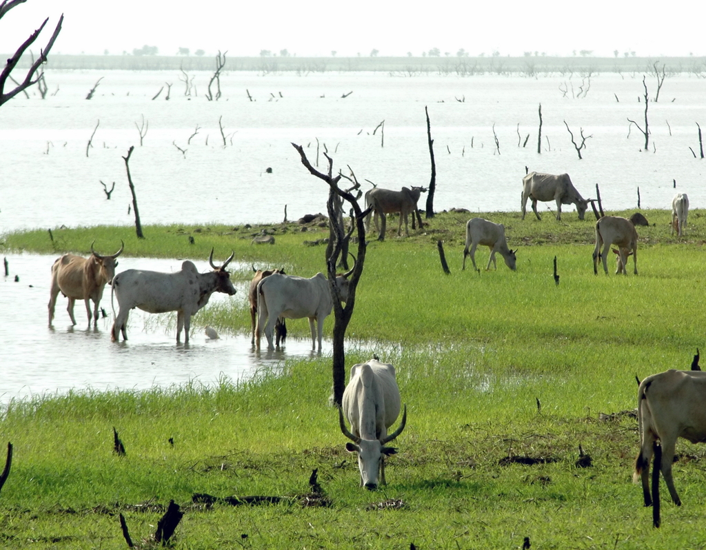 Lais Puzzle - Zébustruppe am Ufer eines Sees, verdorrte Bäume im See, Burkina Faso, Afrika - 40, 100, 200, 500, 1.000 & 2.000 Teile p-286855
