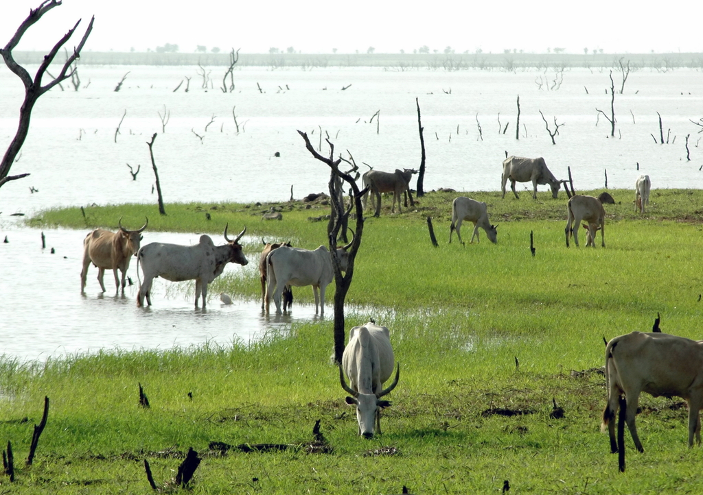 Lais Puzzle - Zébustruppe am Ufer eines Sees, verdorrte Bäume im See, Burkina Faso, Afrika - 1.000 Teile p-286859