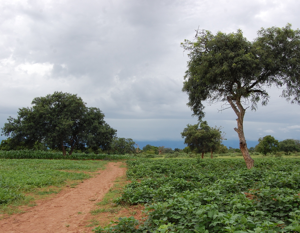 Lais Puzzle - un chemin qui mene au village Burkina faso - 40, 100, 200, 500, 1.000 & 2.000 Teile p-286873