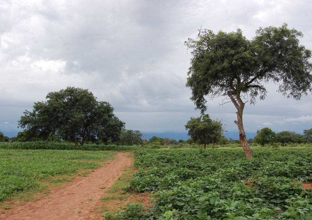 Lais Puzzle - un chemin qui mene au village Burkina faso - 1.000 Teile p-286877