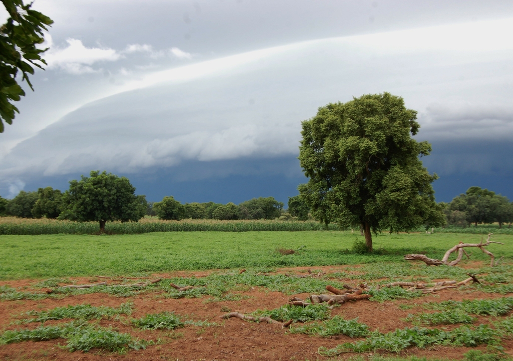 Lais Puzzle - la pluie va bientot arrosé les cultures en saison pluvieuses. U burkina faso - 1.000 Teile p-286883