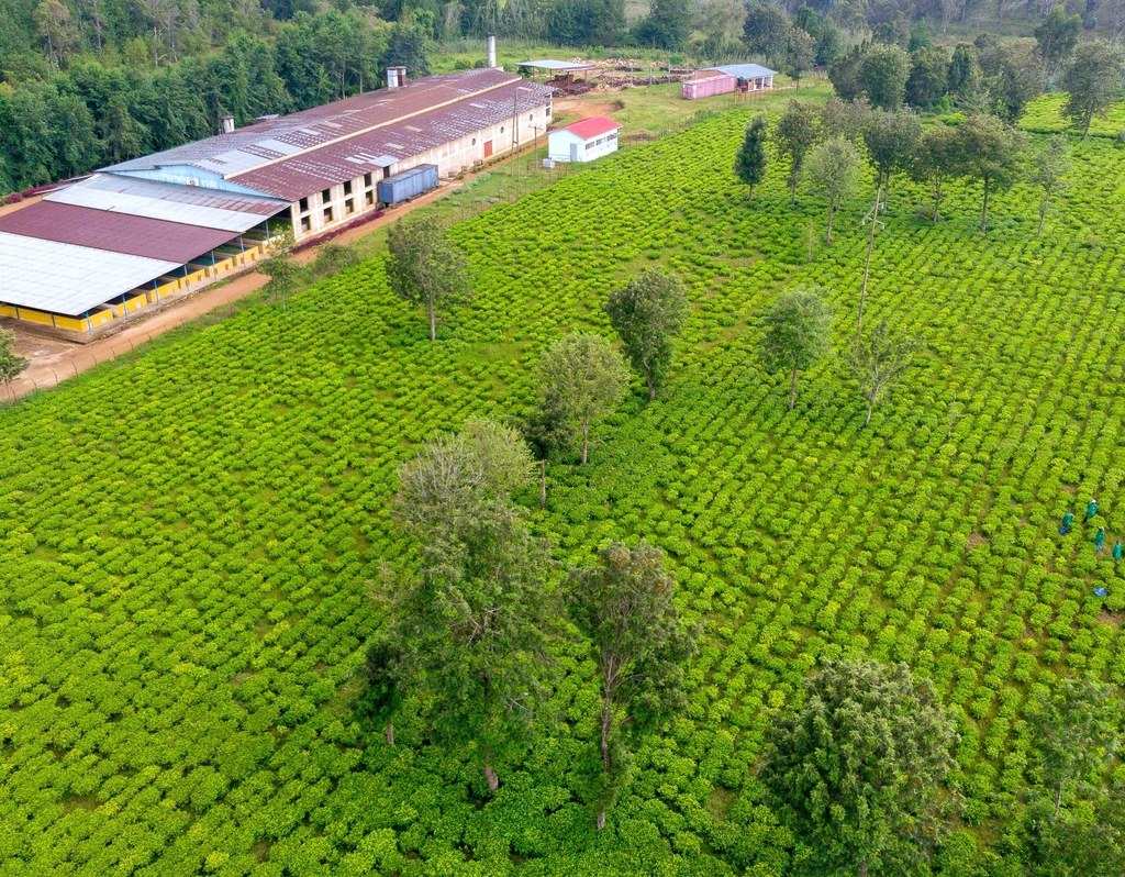 Lais Puzzle - Drohnenaufnahme einer Teefarm in den Bergen von Burundi. Afrikanische Teefarm, Ostafrika - 40, 100, 200, 500, 1.000 & 2.000 Teile p-286897
