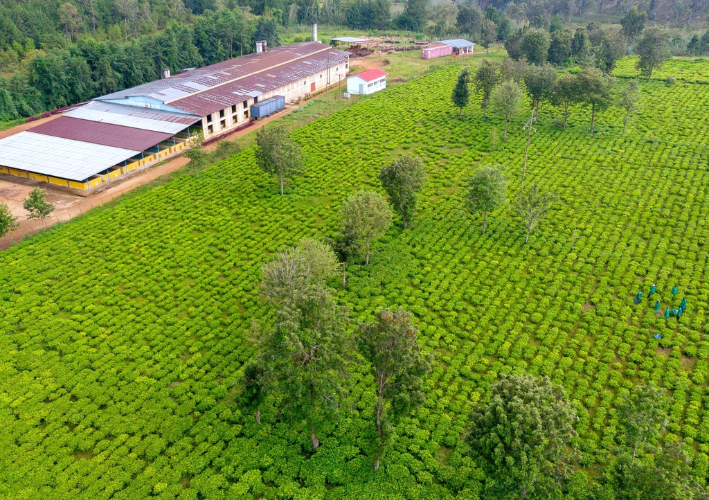 Lais Puzzle - Drohnenaufnahme einer Teefarm in den Bergen von Burundi. Afrikanische Teefarm, Ostafrika - 1.000 Teile p-286901