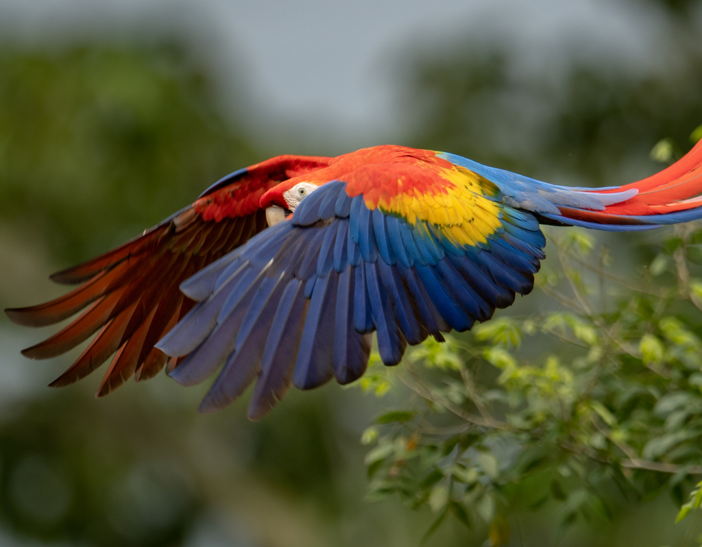 Lais Puzzle - Scharlach-Ara in Costa Rica - 40, 100, 200, 500, 1.000 & 2.000 Teile p-287569