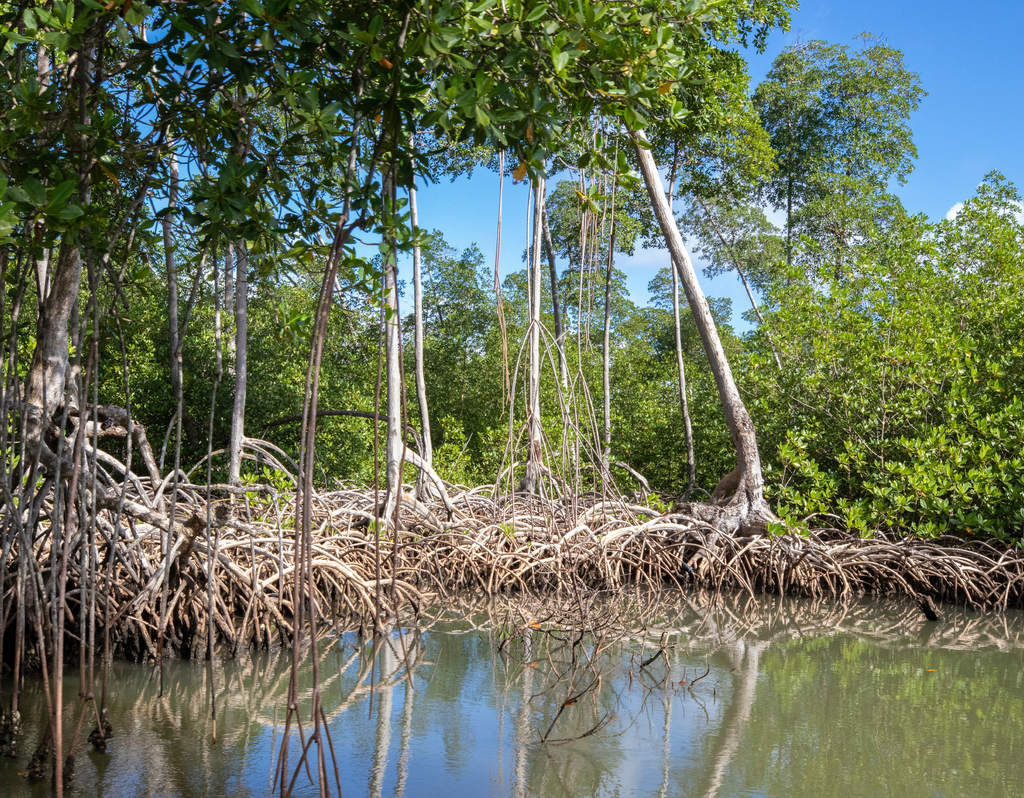 Lais Puzzle - Mangrovenwald im Nationalpark Los Haitises Dominikanische Republik, Fluss durch Mangrovenwald mit vielen Mangrovenbäumen an einem sonnigen Tag - 40, 100, 200, 500, 1.000 & 2.000 Teile p-289603