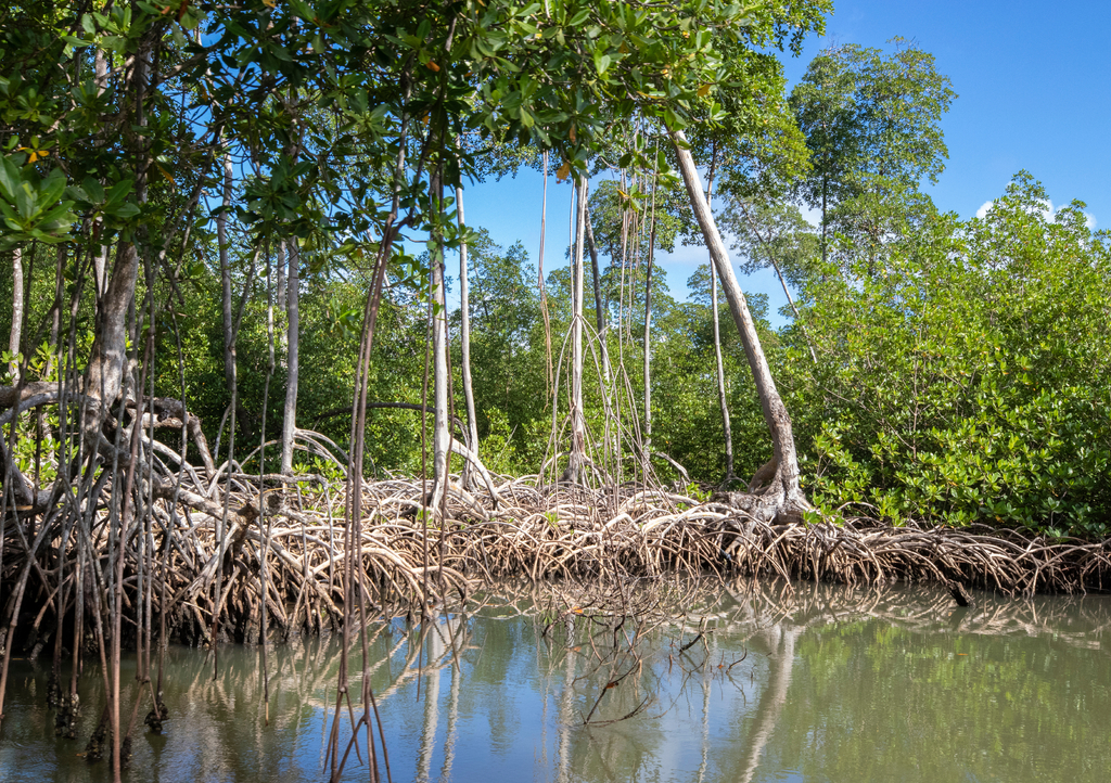 Lais Puzzle - Mangrovenwald im Nationalpark Los Haitises Dominikanische Republik, Fluss durch Mangrovenwald mit vielen Mangrovenbäumen an einem sonnigen Tag - 1.000 Teile p-289607