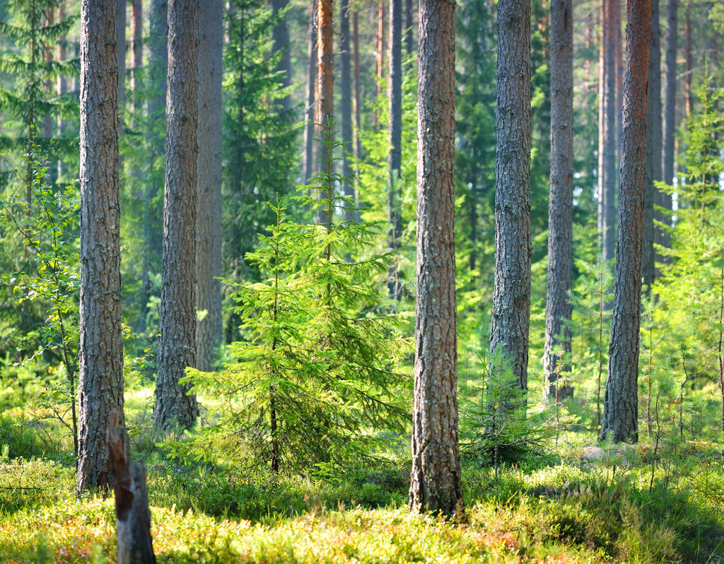 Lais Puzzle - Ein Kiefernwald in Finnland - 40, 100, 200, 500, 1.000 & 2.000 Teile p-289879