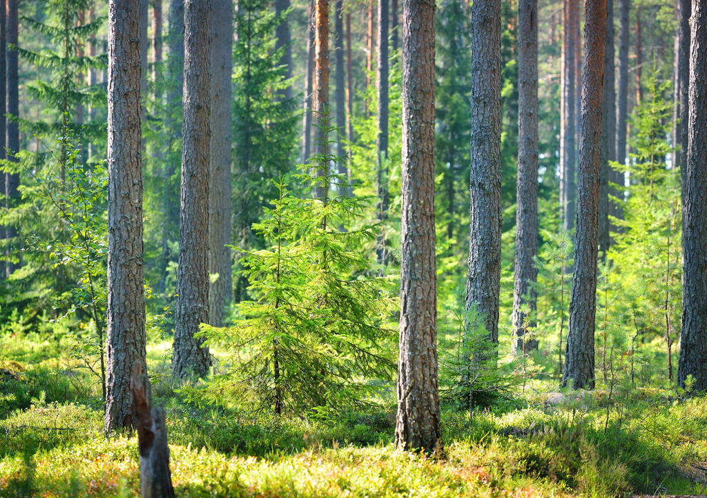 Lais Puzzle - Ein Kiefernwald in Finnland - 1.000 Teile p-289883