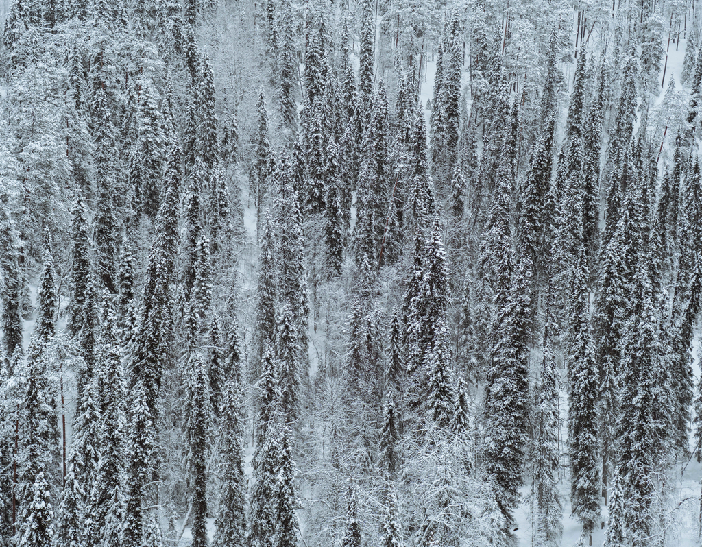 Lais Puzzle - Schneebedeckter Kiefernwald im Oulanka-Nationalpark, Finnland - 40, 100, 200, 500, 1.000 & 2.000 Teile p-290167