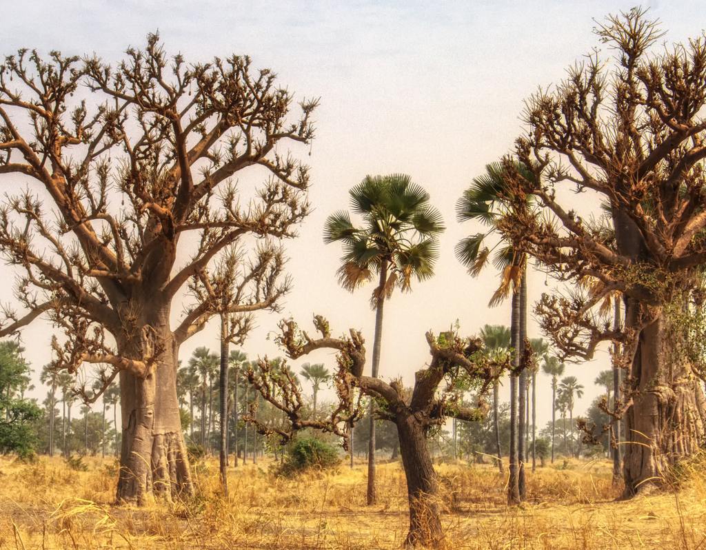 Lais Puzzle - Westafrikanische Landschaft, Gambia - 40, 100, 200, 500, 1.000 & 2.000 Teile p-291727