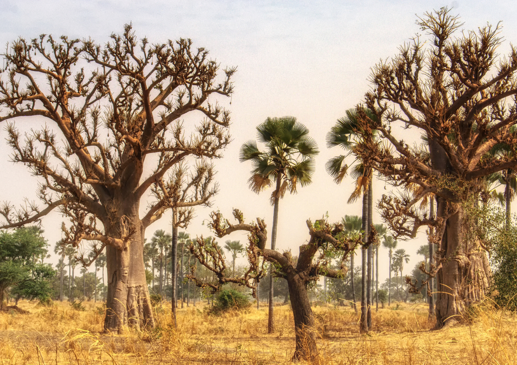Lais Puzzle - Westafrikanische Landschaft, Gambia - 1.000 Teile p-291731