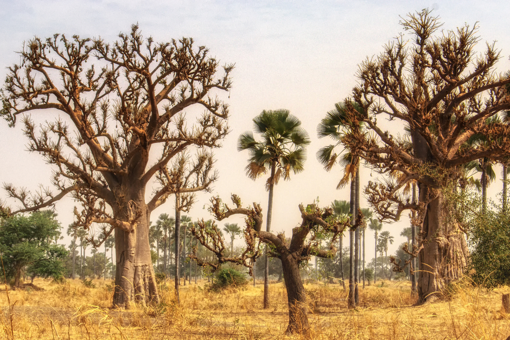 Lais Puzzle - Westafrikanische Landschaft, Gambia - 2.000 Teile p-291732