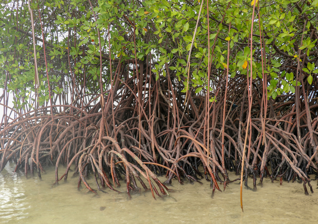 Lais Puzzle - Nahaufnahme von langen Mangrovenbaumwurzeln. Mangrove bei Ebbe. Mangrove und Wurzeln auf Sand, Lombok, Indonesien - 1.000 Teile p-296705