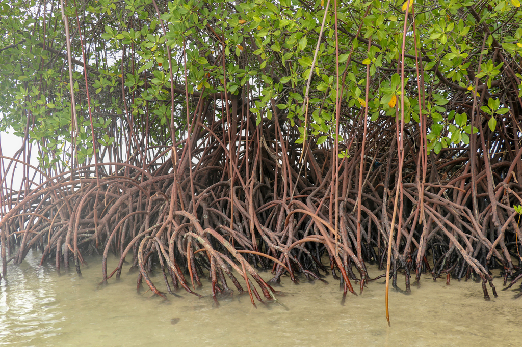 Lais Puzzle - Nahaufnahme von langen Mangrovenbaumwurzeln. Mangrove bei Ebbe. Mangrove und Wurzeln auf Sand, Lombok, Indonesien - 2.000 Teile p-296706