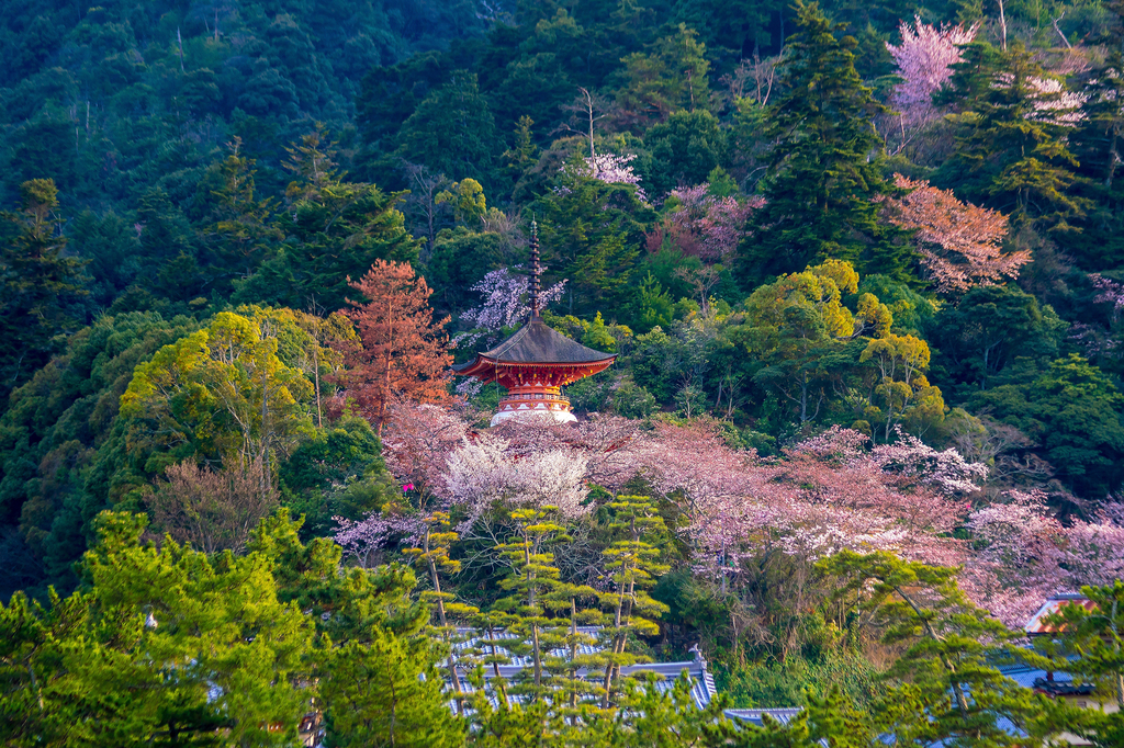 Lais Puzzle - Itsukushima-Schrein mit Sakura - 2.000 Teile p-300006