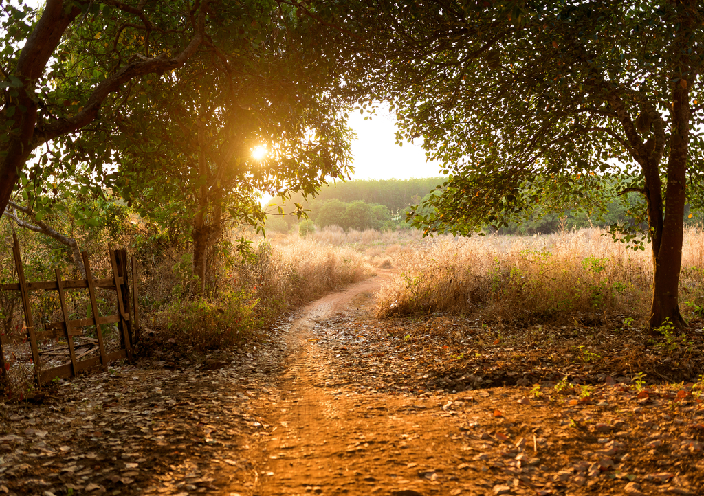Lais Puzzle - Sonnenuntergang im Cashewnusswald, Kambodscha Provinz Banlung - 1.000 Teile p-300665