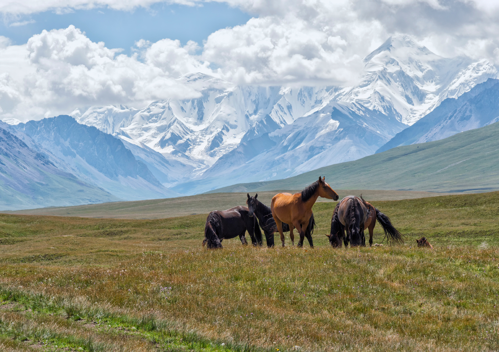 Lais Puzzle - Pferde grasen vor den schneebedeckten Bergen des Tien Shan, Sary Jaz-Tal, Region Issyk Kul, Kirgisistan - 1.000 Teile p-302579