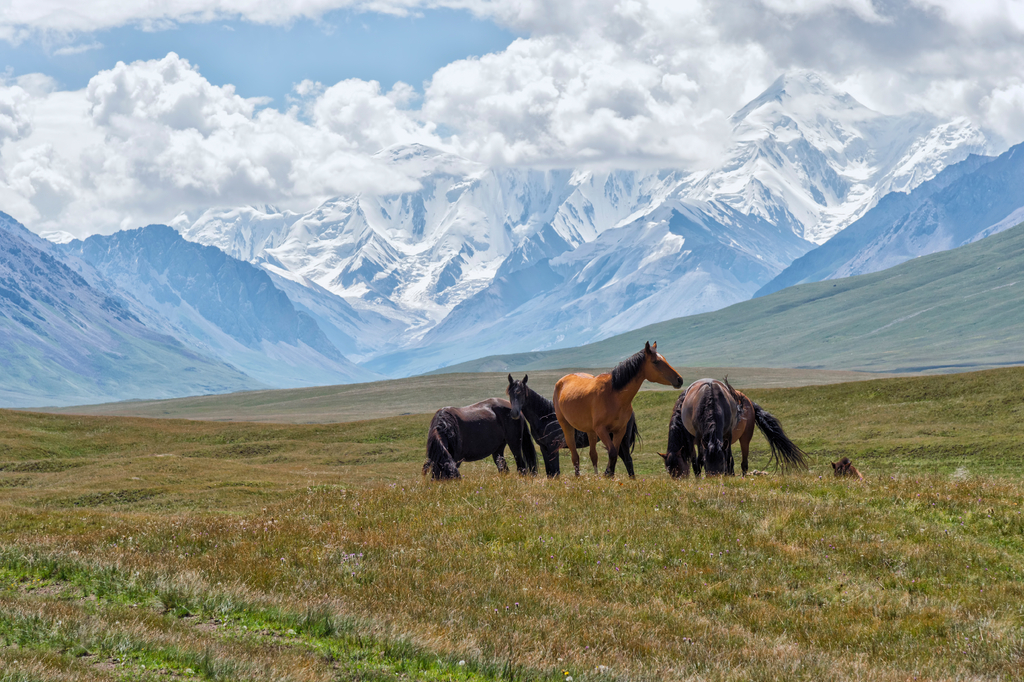 Lais Puzzle - Pferde grasen vor den schneebedeckten Bergen des Tien Shan, Sary Jaz-Tal, Region Issyk Kul, Kirgisistan - 2.000 Teile p-302580