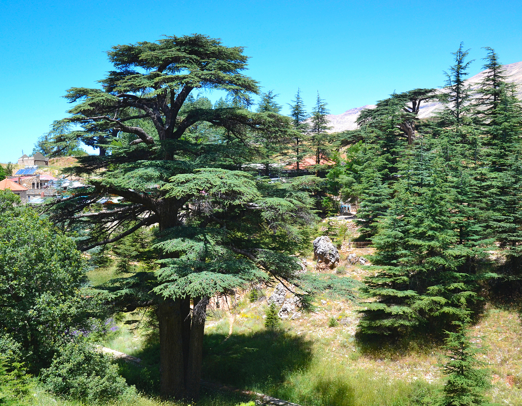 Lais Puzzle - Libanesische Zeder. Cedar of God, in Bsharri gelegen, ist einer der letzten Überreste der riesigen Wälder von Libanon-Zeder, die einst über den Berg Libanon gediehen. Die Zeder ist ein Symbol des Libanon - 40, 100, 200, 500, 1.000 & 2.000... p-303751
