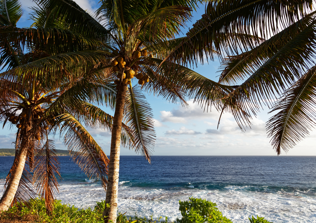 Lais Puzzle - Kokosnusspalmen auf der tropischen Insel Niue im Südpazifik - 1.000 Teile p-308219