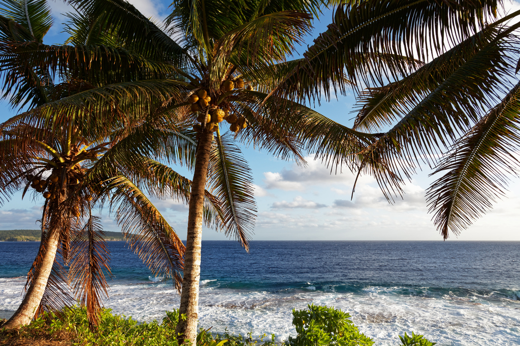 Lais Puzzle - Kokosnusspalmen auf der tropischen Insel Niue im Südpazifik - 2.000 Teile p-308220