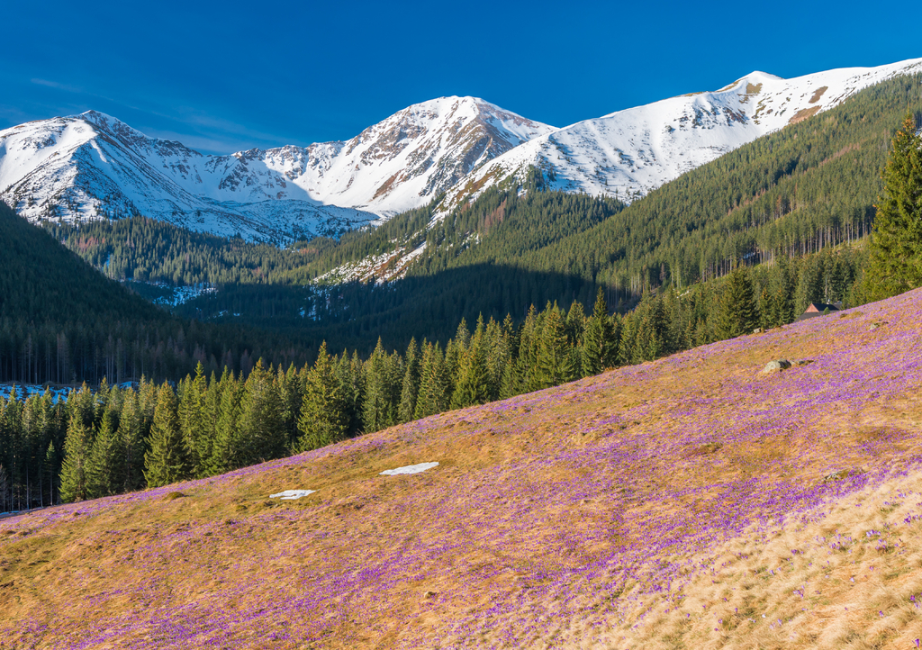 Lais Puzzle - Tatra-Gebirge, Polen, Krokusse im Chocholowska-Tal - 1.000 Teile p-310703