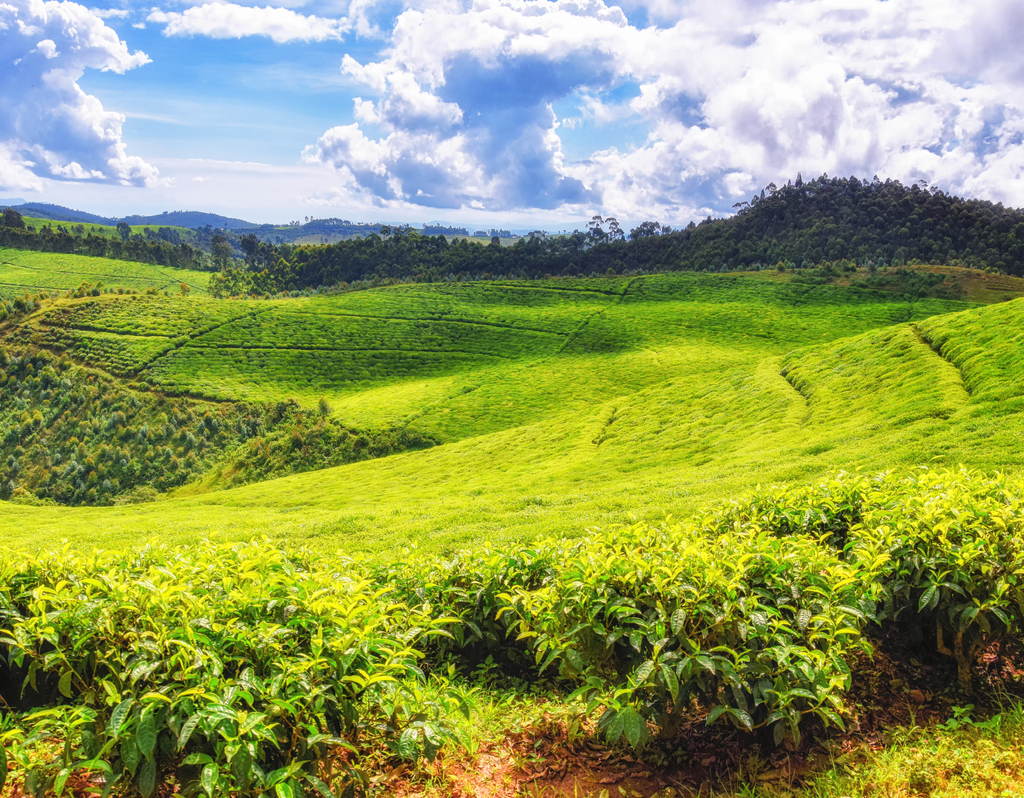 Lais Puzzle - Schöne Teefelder in Ruanda - 40, 100, 200, 500, 1.000 & 2.000 Teile p-312553