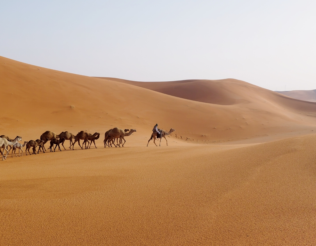 Lais Puzzle - Ein Mann führt eine Kamelkarawane in der Wüste von Riyadh, Saudi-Arabien - 40, 100, 200, 500, 1.000 & 2.000 Teile p-313285