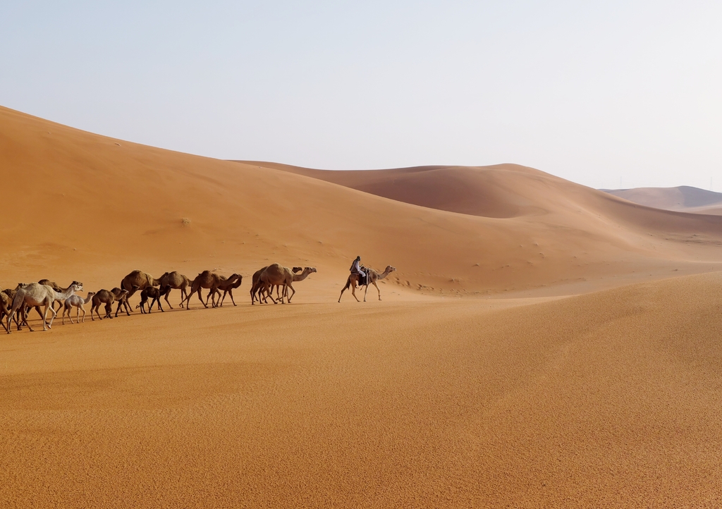 Lais Puzzle - Ein Mann führt eine Kamelkarawane in der Wüste von Riyadh, Saudi-Arabien - 1.000 Teile p-313289