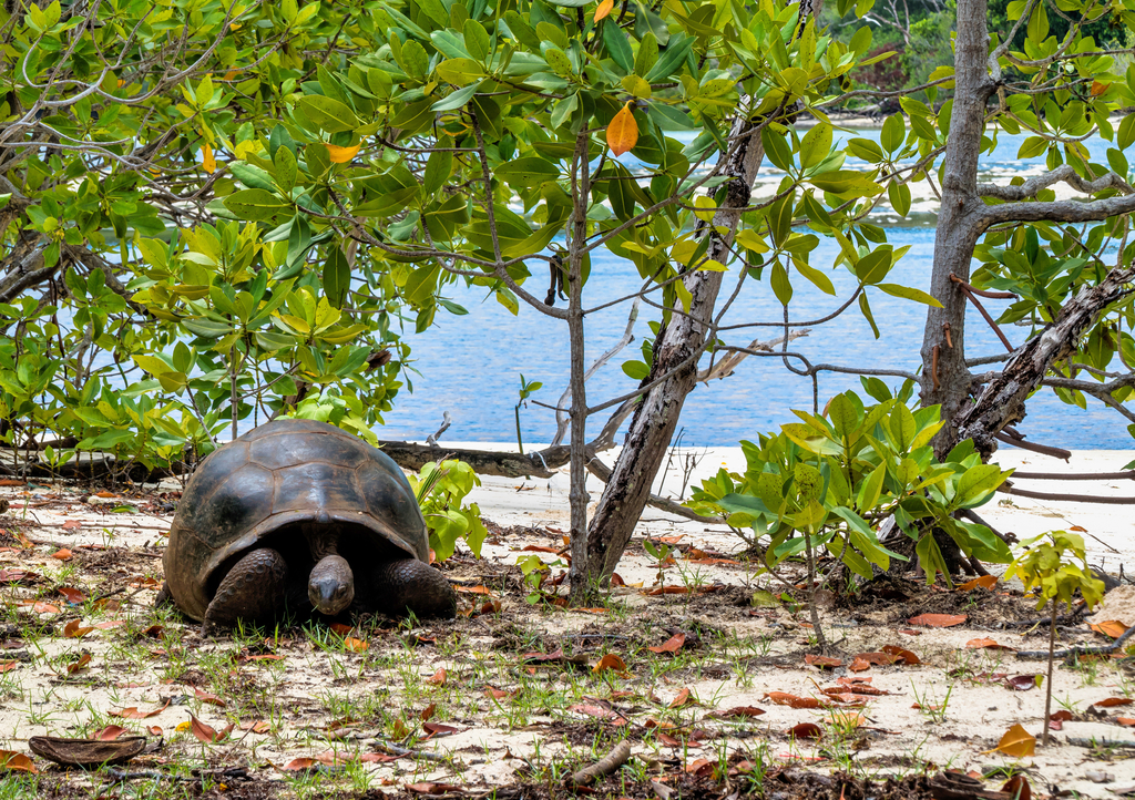Lais Puzzle - Aldabra-Riesenschildkröte, Curieuse Marine National Park, Curieuse, Seychellen - 1.000 Teile p-314927