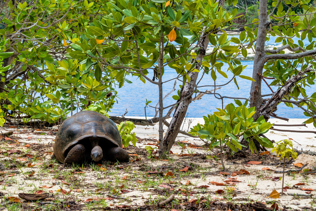 Lais Puzzle - Aldabra-Riesenschildkröte, Curieuse Marine National Park, Curieuse, Seychellen - 2.000 Teile p-314928