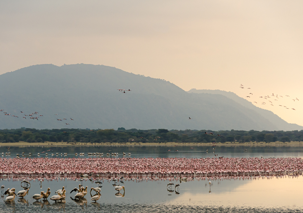 Lais Puzzle - Flamingos versammeln sich in der Morgendämmerung im Manyara-See, Tansania - 1.000 Teile p-318341
