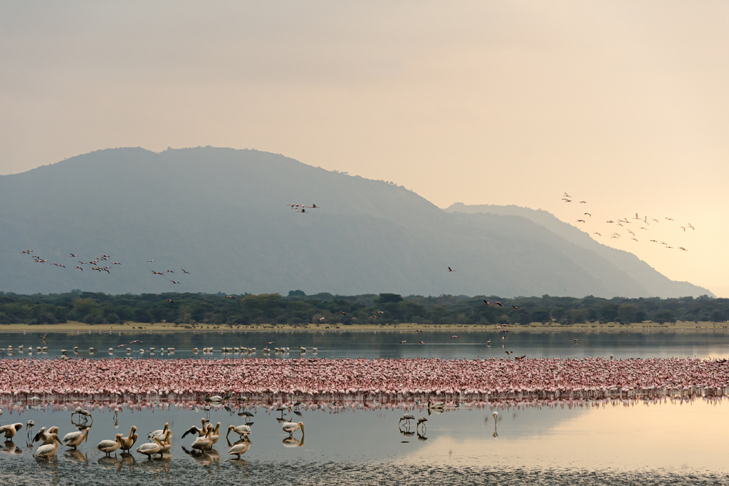 Lais Puzzle - Flamingos versammeln sich in der Morgendämmerung im Manyara-See, Tansania - 2.000 Teile p-318342