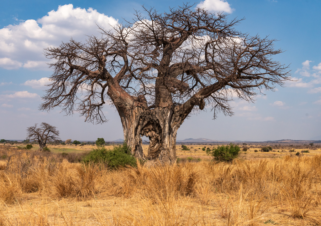 Lais Puzzle - Großer Baobab-Baum mit Loch im Stamm - Tansania - 1.000 Teile p-318359