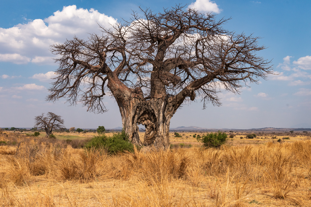 Lais Puzzle - Großer Baobab-Baum mit Loch im Stamm - Tansania - 2.000 Teile p-318360