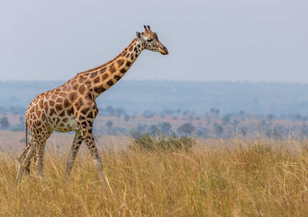 Lais Puzzle - Rothschild-Giraffe (Giraffa camelopardalis rothschildi), Murchison Falls National Park, Uganda - 1.000 Teile p-320411