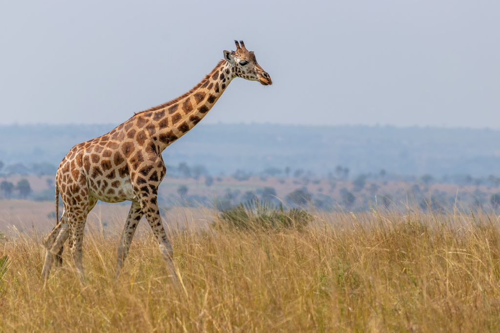 Lais Puzzle - Rothschild-Giraffe (Giraffa camelopardalis rothschildi), Murchison Falls National Park, Uganda - 2.000 Teile p-320412