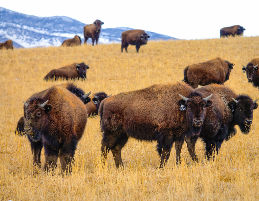 Lais Puzzle - Eine Herde domestizierter Bisons ist in der malerischen Prärie von Montana unterwegs - 40, 100, 200, 500, 1.000 & 2.000 Teile p-321883