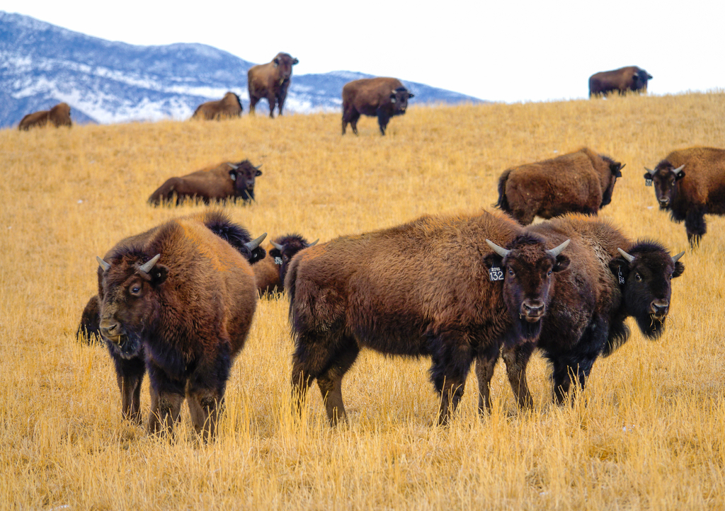 Lais Puzzle - Eine Herde domestizierter Bisons ist in der malerischen Prärie von Montana unterwegs - 1.000 Teile p-321887