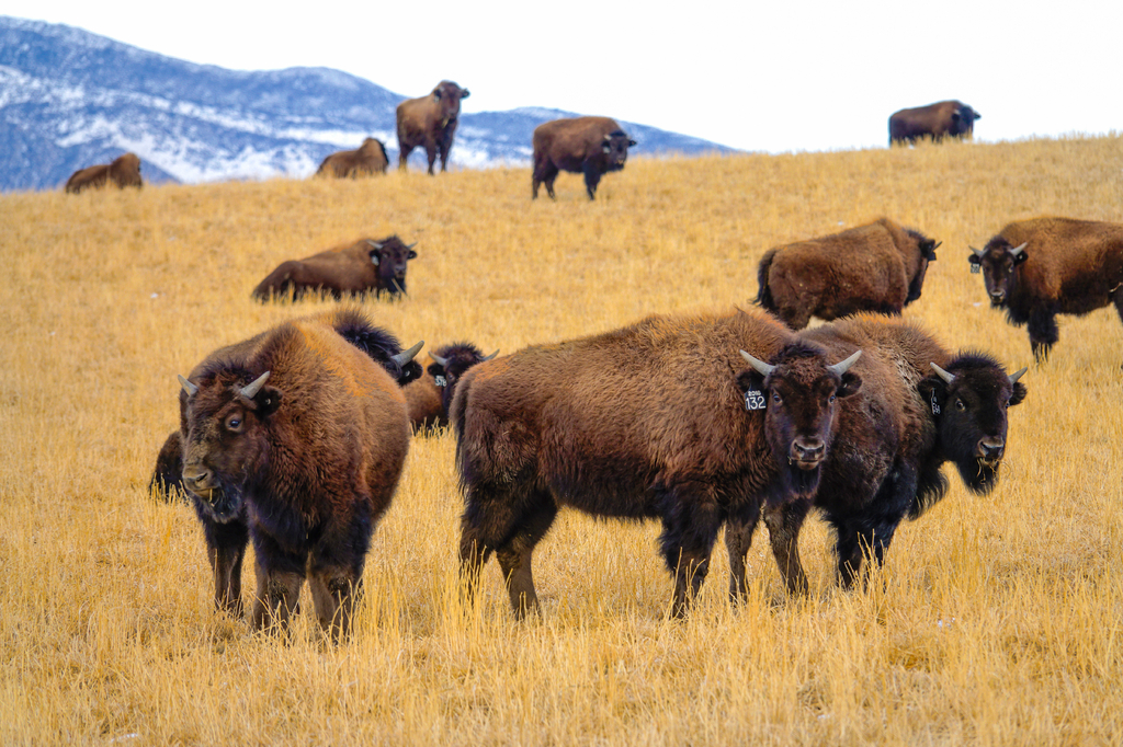 Lais Puzzle - Eine Herde domestizierter Bisons ist in der malerischen Prärie von Montana unterwegs - 2.000 Teile p-321888