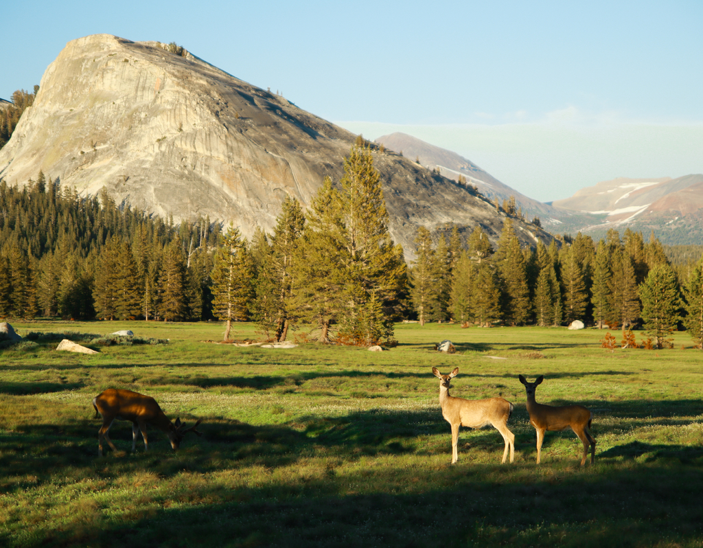 Lais Puzzle - Eine Familie von Weißwedelhirschen auf einer offenen grünen Wiese im Sommer, Tuolumne Meadows, Yosemite National Park, Kalifornien, USA - 40, 100, 200, 500, 1.000 & 2.000 Teile p-322063