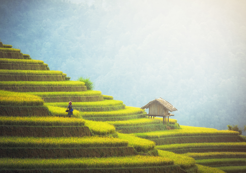 Lais Puzzle - Reisfelder auf den Terrassen von Mu Cang Chai, YenBai, Vietnam - 1.000 Teile p-323729